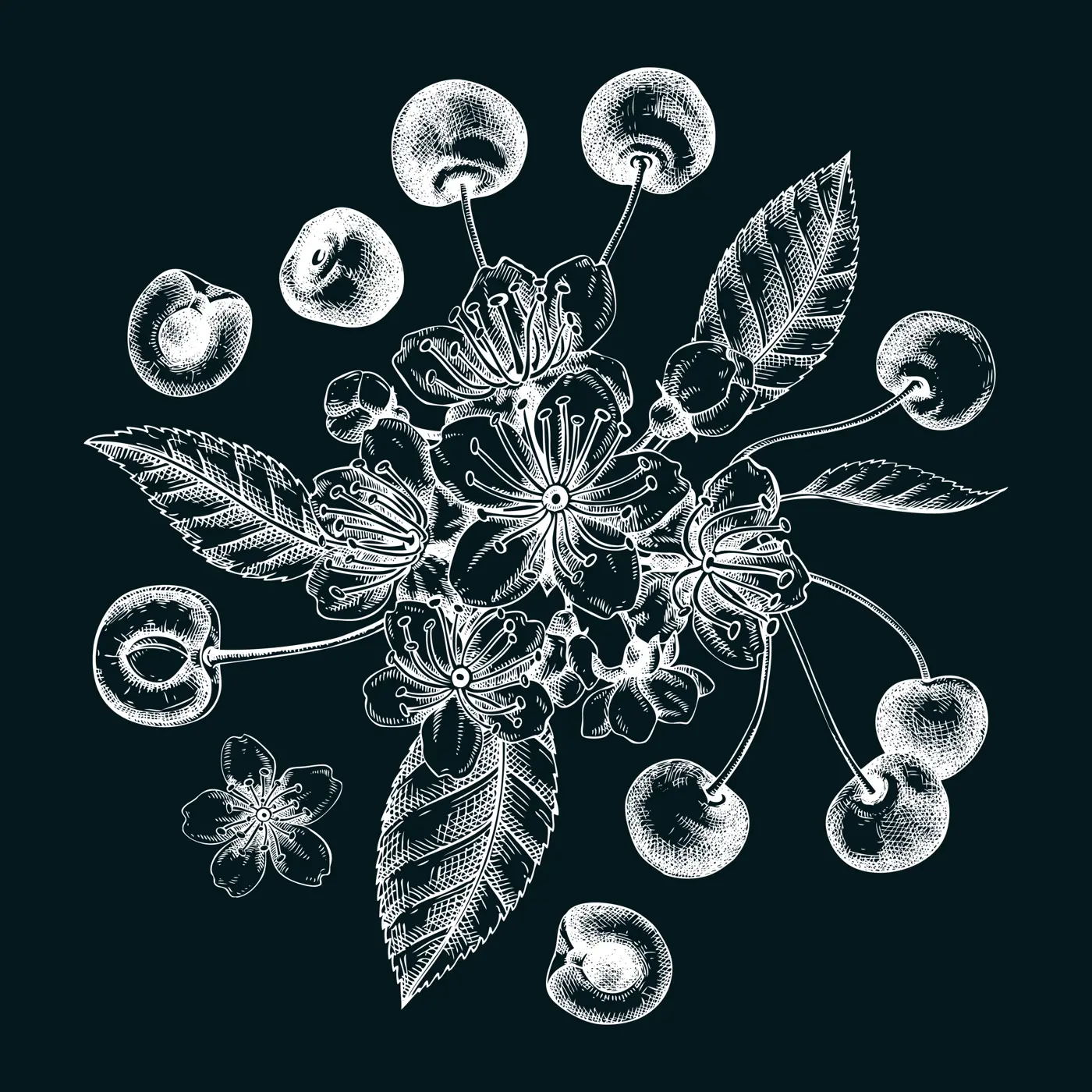 Berry fruit design on chalkboard. Cherry berries, leaves, flowers sketches. Cherry blossom hand-drawn vector illustration. Floral composition. NOT AI genereted Illustration